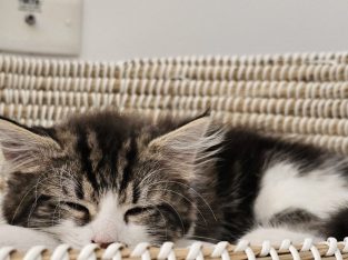 Domestic Medium Hair (DMH) – West Footscray