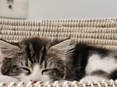 Domestic Medium Hair (DMH) – West Footscray