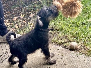 Schnauzer (Miniature) – Heyfield