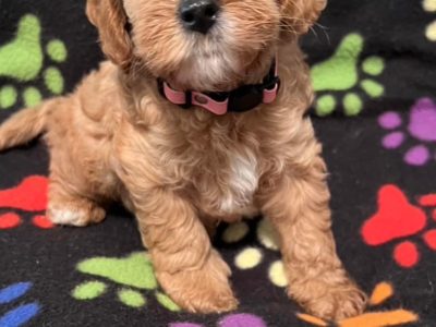 Cavoodle – Robina