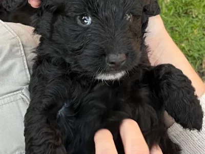 Spoodle – Killarney Heights