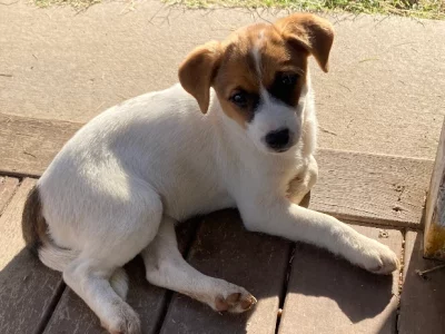 Jack Russell – Toowoomba