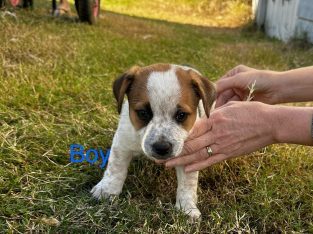 Jack Russell – Toowoomba