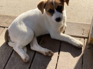 Jack Russell – Toowoomba