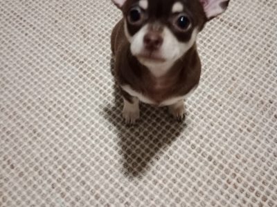 Chihuahua – Nelson Bay
