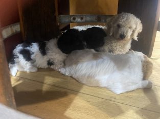 Poodle Mini – Ferntree Gully