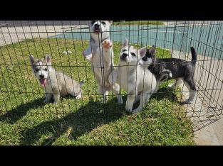Husky – Wyndham Vale