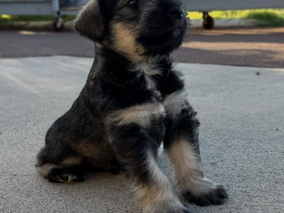 Schnauzer (Miniature) – Caversham