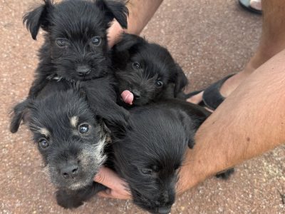 Schnauzer (Miniature) – Caversham