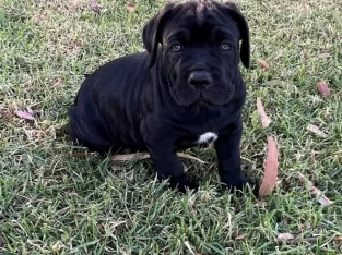 Cane Corso – Won Wron
