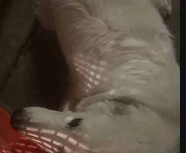 Maremma Sheepdog – St Albans