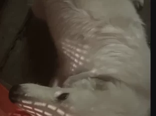 Maremma Sheepdog – St Albans