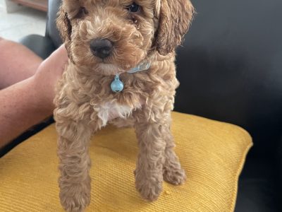 Toy Poodle – Mildura