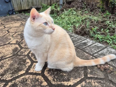 Cats – Eight Mile Plains