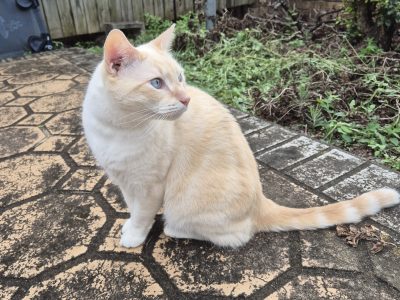 Cats – Eight Mile Plains