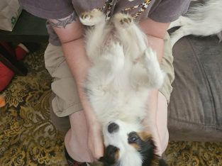 Papillon – Merrigum