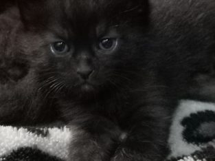 Cats – Snake Valley