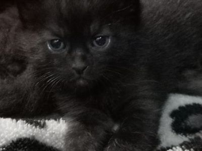 Cats – Snake Valley