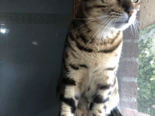 Bengal – Hervey Bay