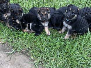 German Shepherd – Kilsyth South