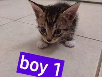 Domestic Short Hair (DSH) – Mount Druitt