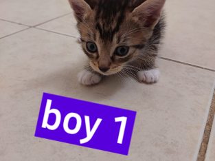 Domestic Short Hair (DSH) – Mount Druitt