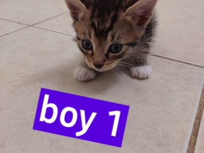 Domestic Short Hair (DSH) – Mount Druitt