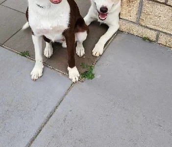 Border Collie – Yarrabilba