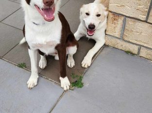 Border Collie – Yarrabilba