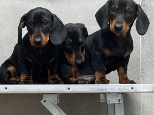 Dachshund – Moorabbin