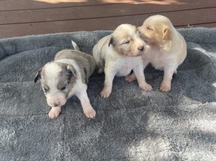 Border Collie – Heywood