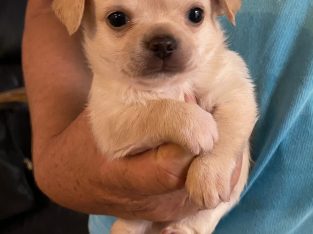 Chihuahua – Jimboomba