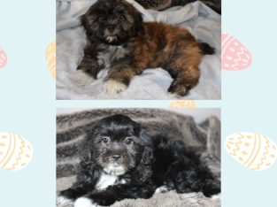 Shih Tzu – Kewdale