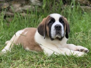 Saint Bernard – Bilpin