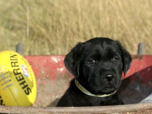 Labrador Retriever – Mooroolbark