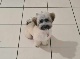 Havanese – Hunterview