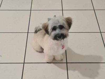 Havanese – Hunterview