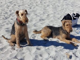 Airedale Terrier – Mandurah