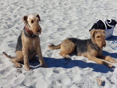 Airedale Terrier – Mandurah