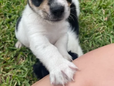 Chihuahua – South Windsor