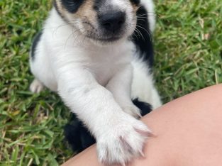 Chihuahua – South Windsor