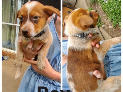 Australian Cattle Dog – Nambour