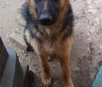 German Shepherd – Blacktown