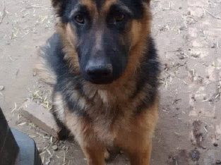 German Shepherd – Blacktown