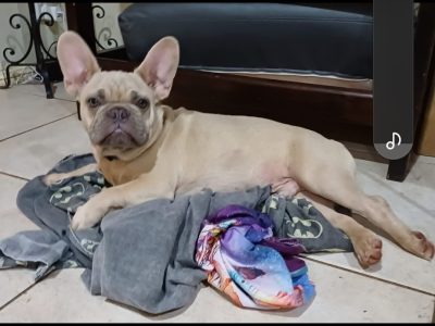 French Bulldog – Blacktown