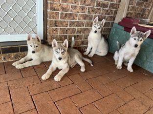 Husky – Rooty Hill