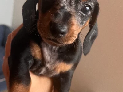 Miniature Dachshund – Port Macquarie