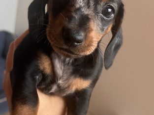Miniature Dachshund – Port Macquarie