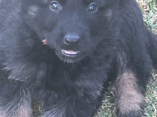 German Shepherd – Morphett Vale