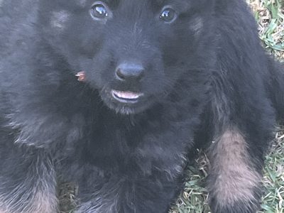 German Shepherd – Morphett Vale